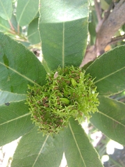 Laurophyllus capensis