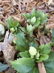 Helleborus