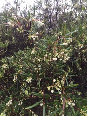 Ornithostaphylos oppositifolia