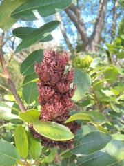 Laurophyllus capensis