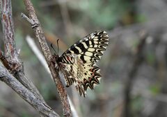 Zerynthia polyxena