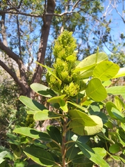 Laurophyllus capensis