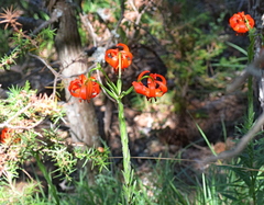 Lilium chalcedonicum