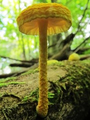 Cyptotrama chrysopepla