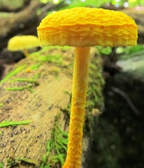 Cyptotrama chrysopepla