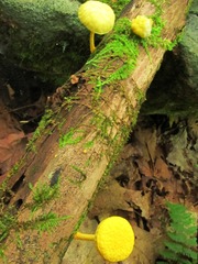 Cyptotrama chrysopepla