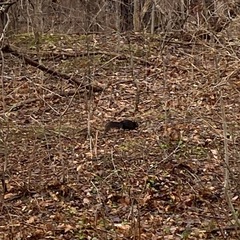 Sciurus carolinensis