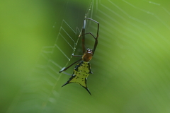 Micrathena miles