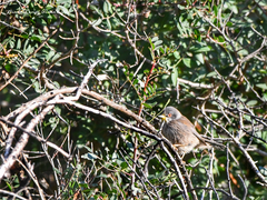 Curruca melanocephala