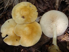 Marasmius strictipes