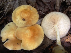 Marasmius strictipes