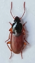 Parophonus mendax