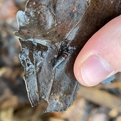 Staphylinini