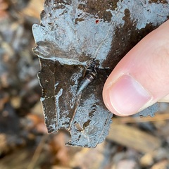 Staphylinini