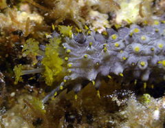 Holothuria flavomaculata