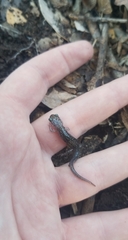 Plethodon albagula