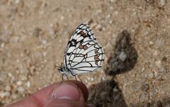 Melanargia ines