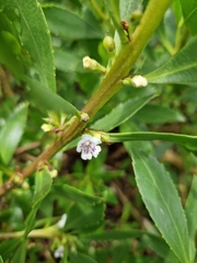 Myoporum insulare