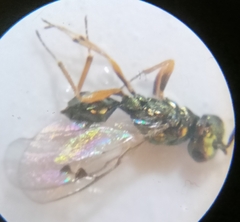 Miscogaster