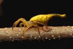 Arachnura