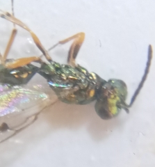 Miscogaster