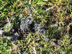 Thaumetopoea herculeana