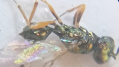 Miscogaster