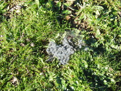 Thaumetopoea herculeana