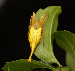 Arachnura