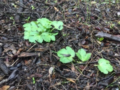 Sanicula crassicaulis