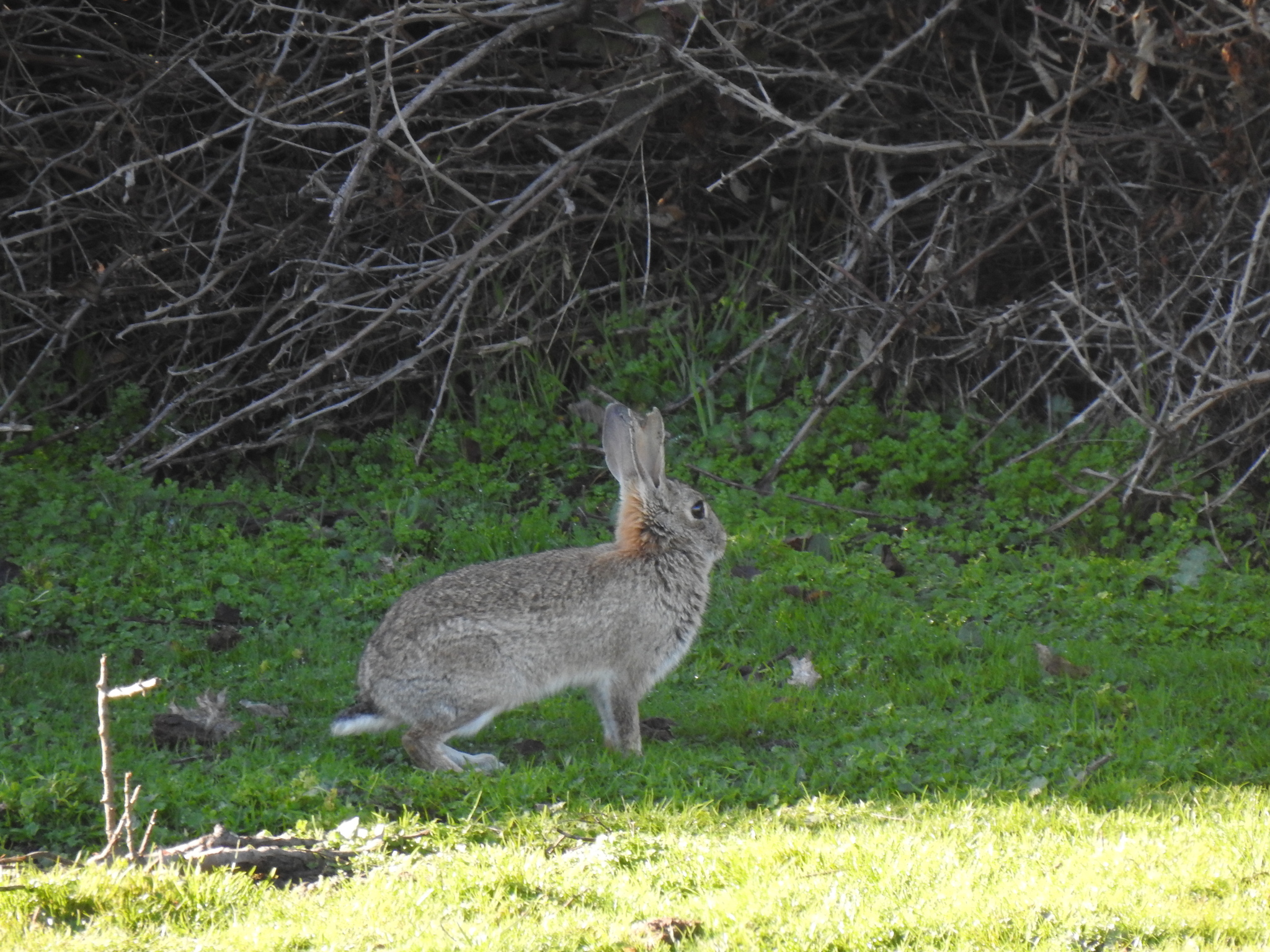 Oryctolagus Cuniculus (Linnaeus, 1758)