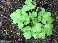 Sanicula crassicaulis