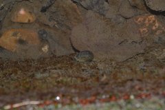 Ampullaceana balthica