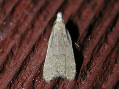 Dichomeris punctidiscellus