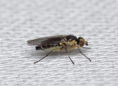 Cerodontha denticornis