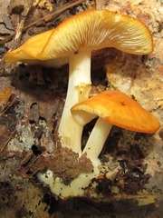 Marasmius strictipes