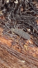 Isotominae