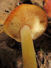 Marasmius strictipes