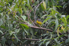 Myioborus brunniceps