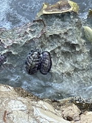 Acanthopleura granulata