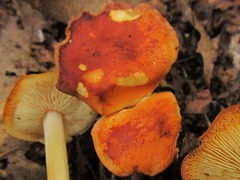 Marasmius strictipes