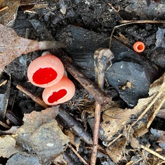 Sarcoscypha austriaca