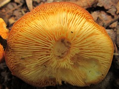 Marasmius strictipes
