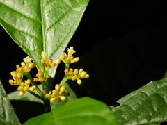 Eumachia boliviana
