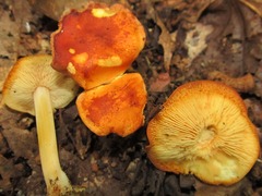 Marasmius strictipes