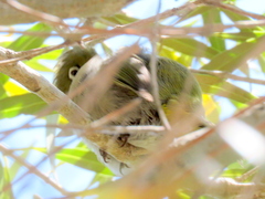 Zosterops virens capensis