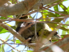 Zosterops virens capensis