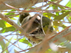 Zosterops virens capensis