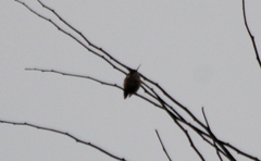 Microstilbon burmeisteri