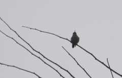 Microstilbon burmeisteri